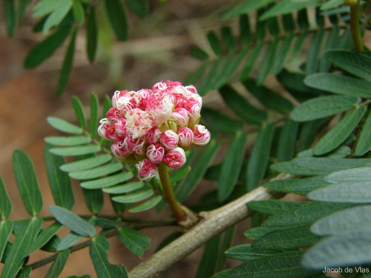 Calliandra surinamensis Benth.